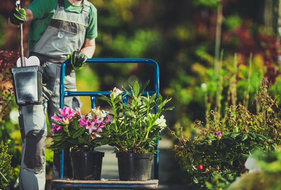 A worker is seen transporting lush plants in a garden. 