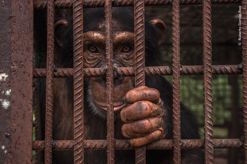 Photo: Roberto García-Roa / Wildlife Photographer of the Year