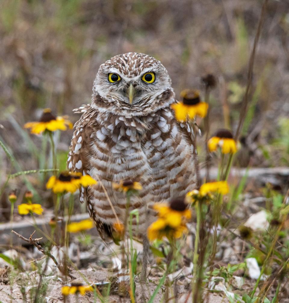 A burrowing owl in Cape Coral. Camera used was a Canon R5 with a Sigma 150-500 lens.