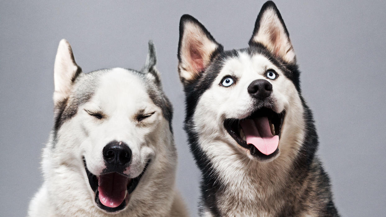  Two huskies smiling. 