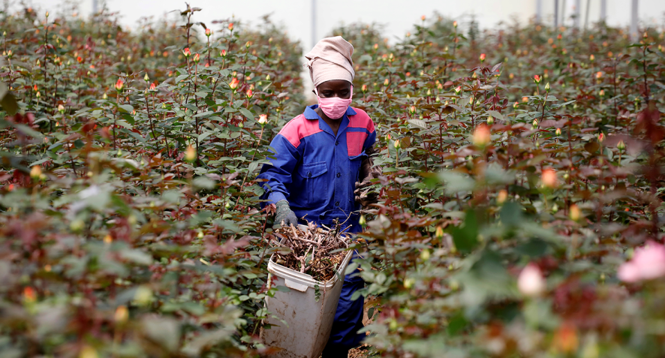 Australian flower growers say they cannot compete with farms that offer lower wages in Kenya. Source: Reuters