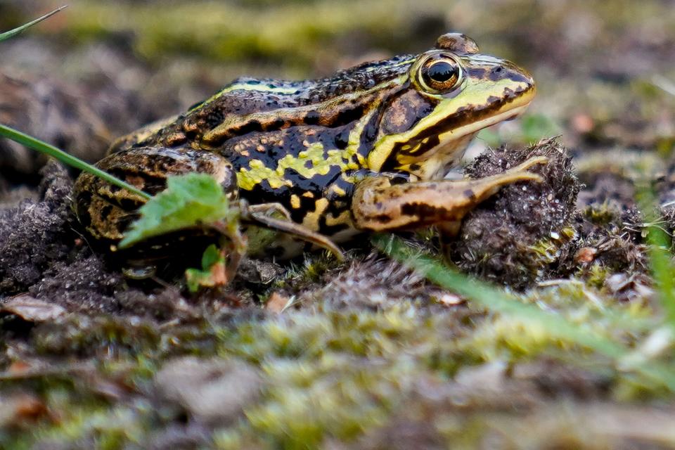 A northern pool frog before being released in ancient pingos at Norfolk Wildlife Trust (NWT) Thompson Common (Jacob King/ PA) (PA Wire)