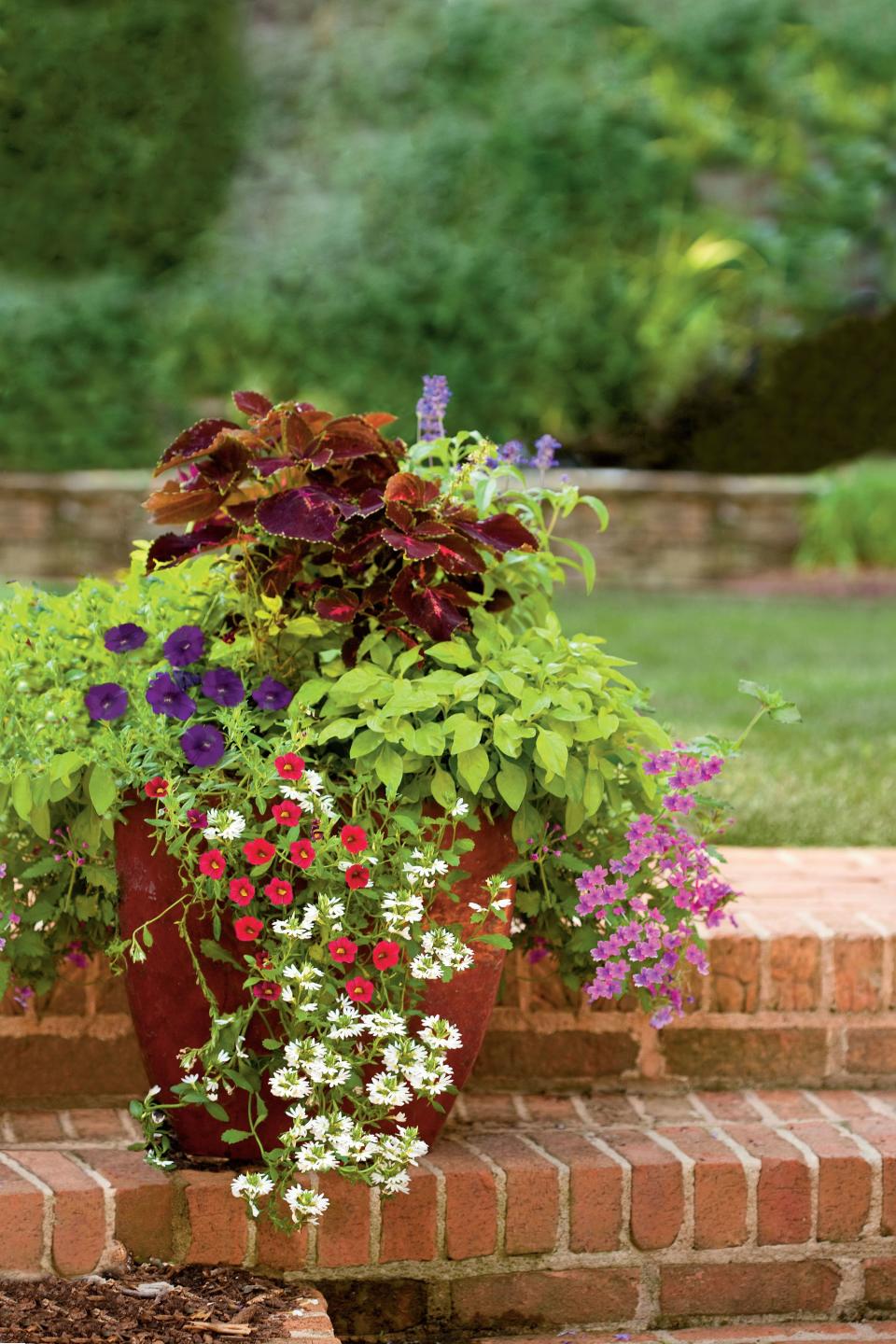 Coleus, Joseph's Coat, Verbena, Fan Flower, Calibranchoa & Petunias