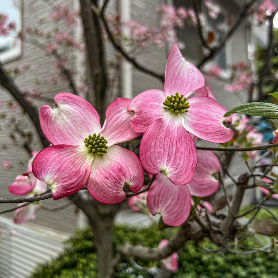 pink flowering trees cornus florida dogwood
