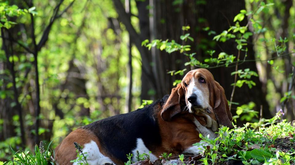 Basset hound