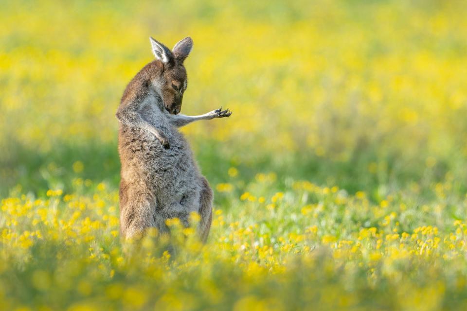 A kangaroo appears to play an air guitar.