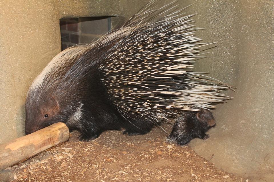 porcupine