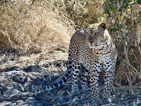 <span class="caption">African leopard.</span> <span class="attribution"><span class="source">Ben Goodheart</span>, <span class="license">Author provided</span></span>