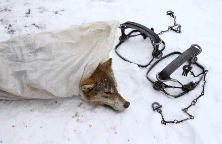 A killed wolf is seen in a bag in the village of Khrapkovo, Belarus February 1, 2017. REUTERS/Vasily Fedosenko