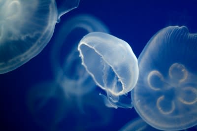 A Smack of Jellyfish