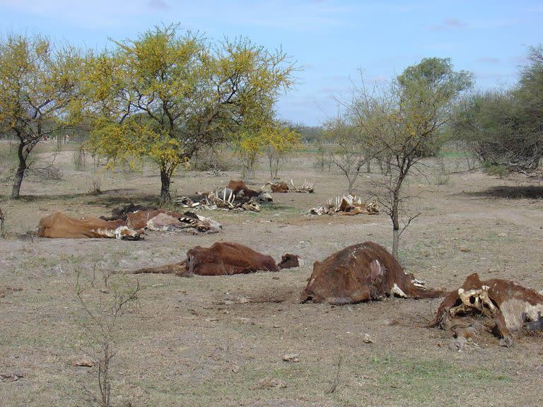 Es creciente la mortandad de hacienda en la región