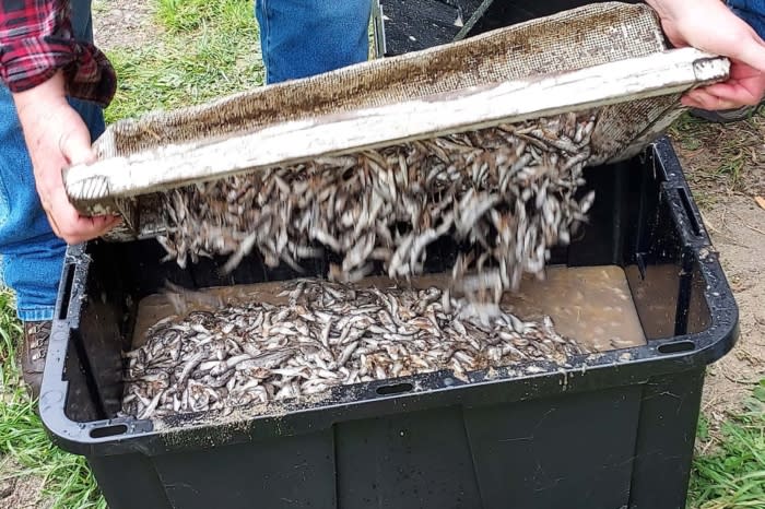 An image of some of the salmon killed in April; (photo/Gardiner, Reedsport, Winchester Bay STEP)