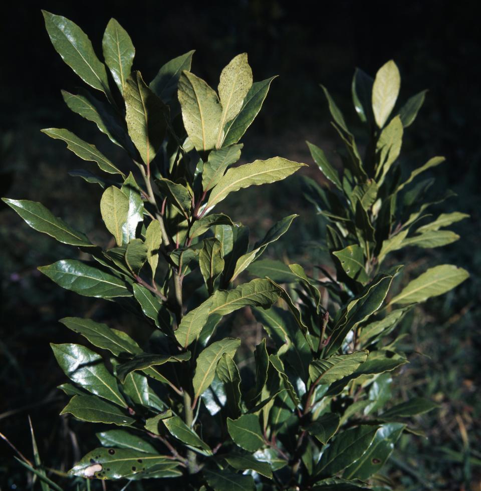 Fresh leaves on the branches of a bay laurel. (Photo: DE AGOSTINI PICTURE LIBRARY via Getty Images)