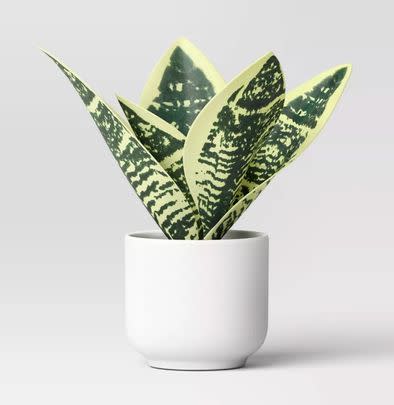 A bright artificial snake plant