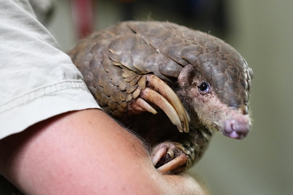 A keeper holds a Chinese pangolin at its enclosure at the zoo in Prague, Czech Republic, Thursday, May 19, 2022. Prague's zoo has introduced to the public a pair of critically endangered Chinese pangolins as only the second animal park on the European continent. (AP Photo/Petr David Josek)
