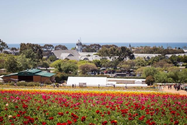 This California Flower Field Will Be the Most Instagrammable