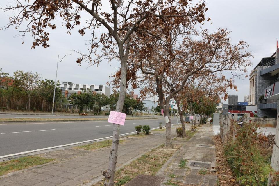 員林大道四段人行道上有4顆水黃皮行道樹遭鑿洞灌農藥因而枯死。（翻攝自員林市長游振雄臉書）