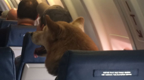 <p>Hier gibt's nichts zu sehen - außer einen Hund im Flugzeug, der am Notausgang Platz genommen hat, als wäre es das Normalste auf der Welt. Auf Twitter verbreitete sich der lustige Schnappschuss Anfang des Jahres in Windeseile. (Bild: Twitter/Nick Weathers) <a rel="nofollow" href="https://de.nachrichten.yahoo.com/bild-hundes-perfekt-sitz-flugzeug-112011158.html" data-ylk="slk:Hier lesen Sie die komplette Geschichte.;elm:context_link;itc:0;sec:content-canvas;outcm:mb_qualified_link;_E:mb_qualified_link;ct:story;" class="link  yahoo-link">Hier lesen Sie die komplette Geschichte.</a> </p>