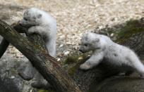 Twin polar bear cubs play outside in their enclosure at Tierpark Hellabrunn in Munich, March 19, 2014. The 14 week-old cubs born to mother Giovanna and who have yet to be named, made their first public appearance on Wednesday. REUTERS/Michael Dalder (GERMANY - Tags: ANIMALS SOCIETY)