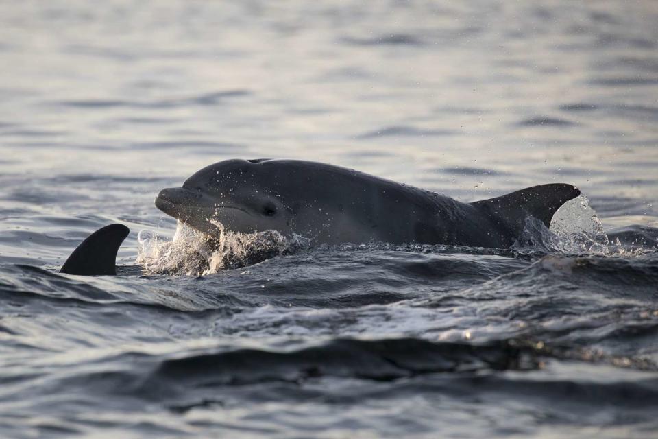 Getty Images Bottlenose dolphin (stock photo)