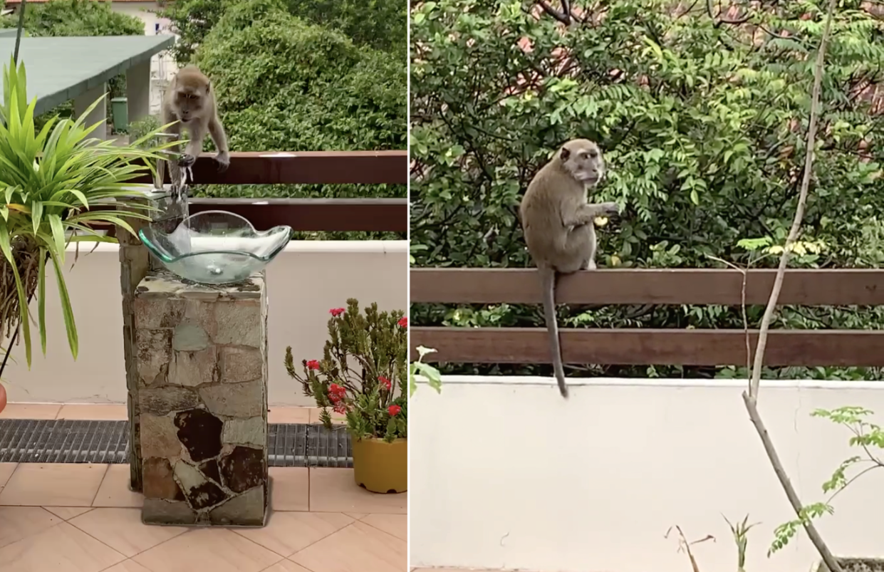 Screengrab of monkey turning on tap to wash hands (left) and monkey eating a vegetable on ledge