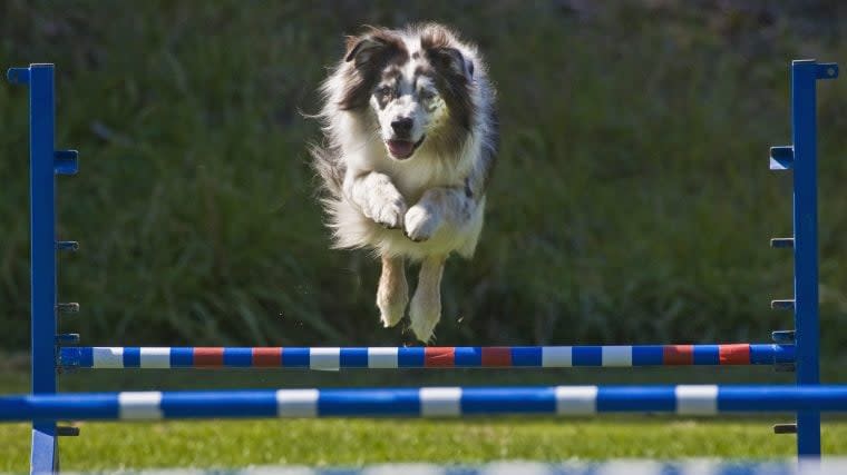 Top Dog Breeds for Agility Training