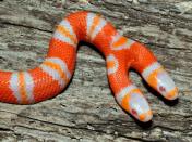 Oct. 28, 2011 photo provided by Daniel Parker of Sunshineserpents.com, a two-headed albino Honduran milk snake is shown in Ridge Manor, Fla. Parker, a University of Central Florida biologist, says that most two-headed snakes have typical coloration. Albino snakes don't have dark pigmentation in their skin. Albino milk snakes appear in bright shades of red, orange and white. The biologist says two-headed snakes have been documented to live as long as 20 years in captivity. But with two brains giving commands to a single body, Parker says the snake would have a difficult time surviving in the wild. (AP Photo/Sunshineserpents.com, Daniel Parker)