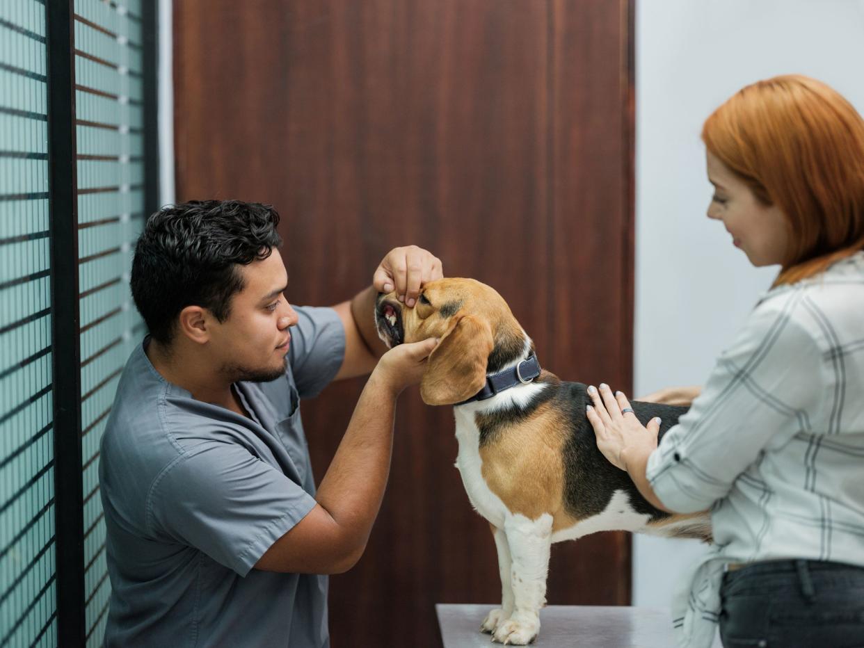 A latin male veterinarian looking at a dog's teeth in the clinic.