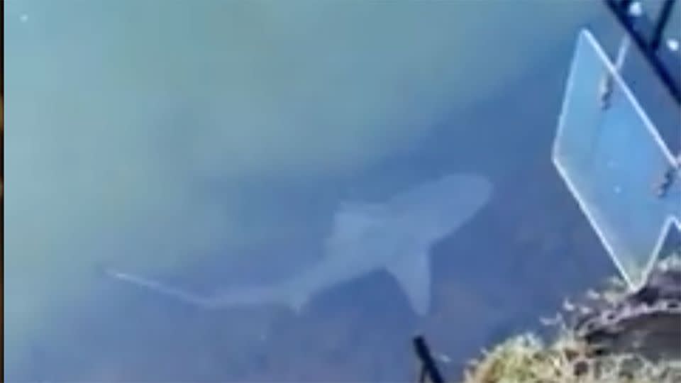 One of the bull sharks living in a locked-in canal in Queensland.