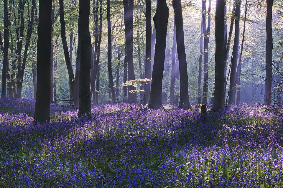 'Bluebell Dawn', Micheldever Wood, Hampshire: Louis Neville left home at 1am to capture this stunning sunrise scene in Hampshire. He was rewarded for his efforts with a commendation in the 'Classic View' category. (Louis Neville, Landscape Photographer of the Year)