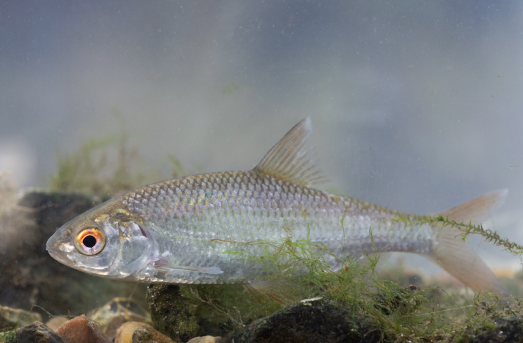 Male fish, such as roach, have been affected (Picture: Rex)