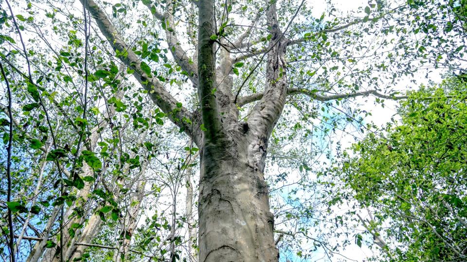 Before infection with beech leaf disease, this beech in Middletown would have had a thick canopy of leaves blocking any view of the sky above.