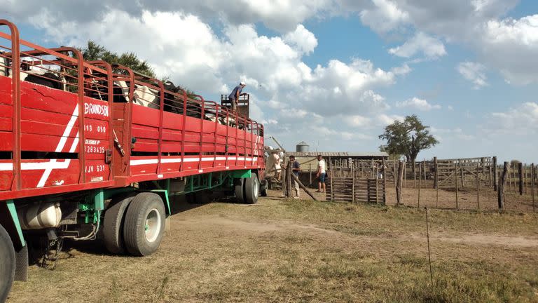 El momento en que cargaron las vacas para sacarlas del campo