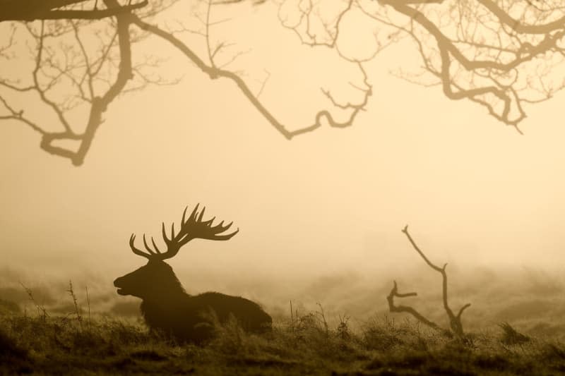 A deer pictured in Bushy Park in London. John Walton/PA Wire/dpa