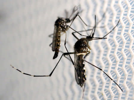 FILE PHOTO: Aedes aegypti mosquitoes are seen inside Oxitec laboratory in Campinas, Brazil, on February 2, 2016. REUTERS/Paulo Whitaker/File Photo