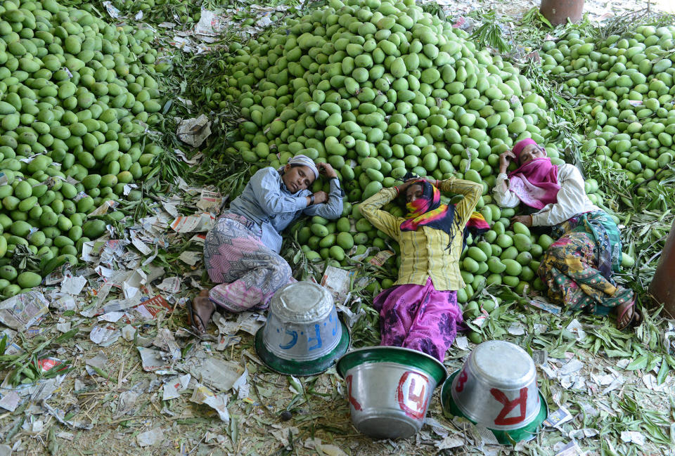 Resting on mangoes