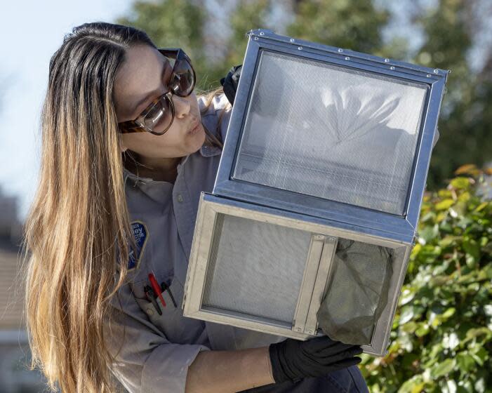 SAN BERNARDINO COUNTY, CA- APRIL 11: Ale Macias, assistant vector ecologist, blows into a container to free the remaining Aedes mosquitoes, at a hotspot in Chino in San Bernardino County, CA on Thursday, April 11, 2024. The West Valley Mosquito and Vector Control District visited five hotspots in Chino, Upland and Rancho Cucamonga where, at each location, 1,050 sterilized Aedes males, also known as "ankle biters," were released to mate with females to lower the population. These invasive mosquitoes have become a nuisance and can spread chikungunya, dengue, yellow fever and Zika. (Myung J. Chun / Los Angeles Times)