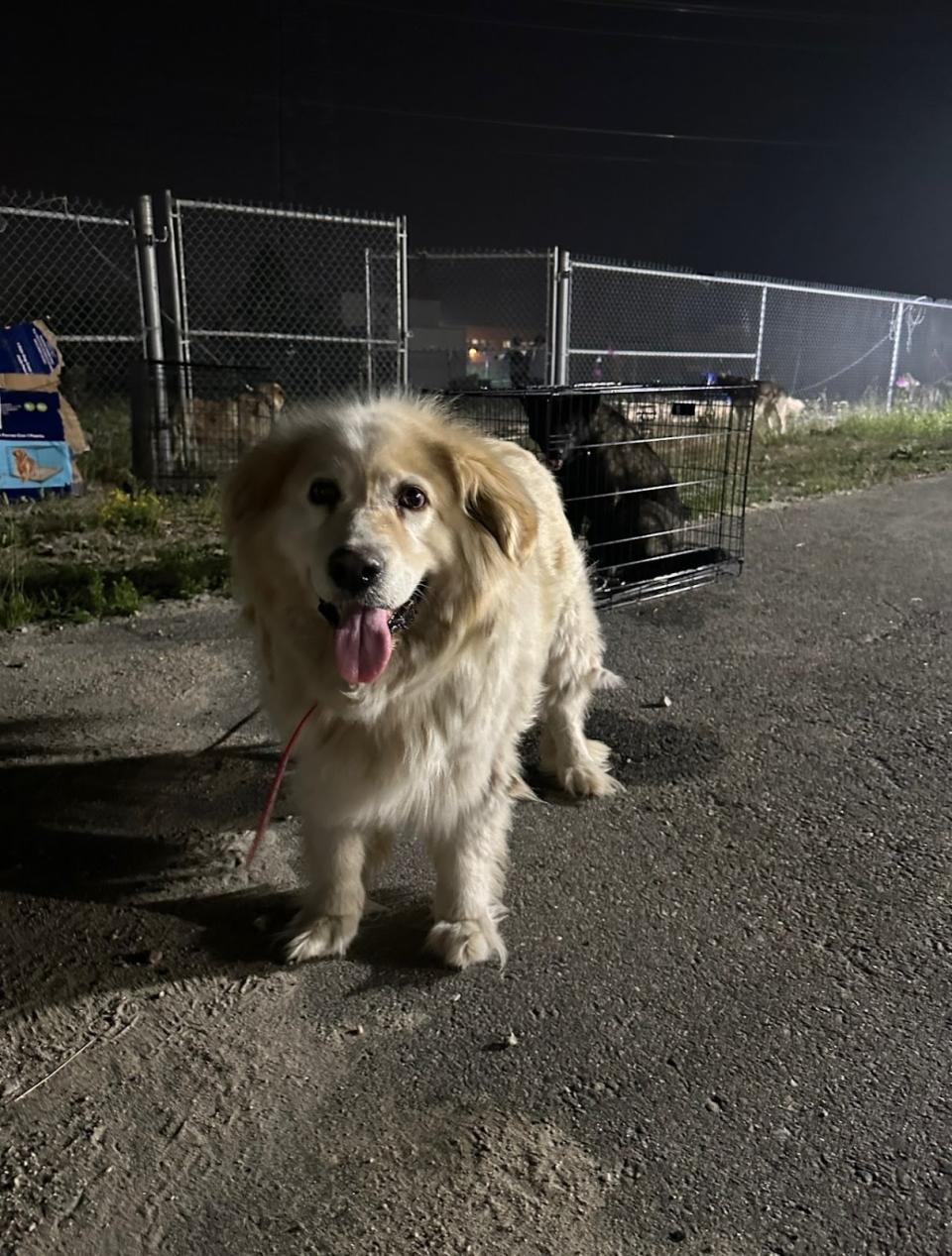 One of the 80 or so dogs who had to be left behind when their owners were told to evacuate Eastmain. Three people took care of them for days. (Submitted by Marilyn Tomatuk - image credit)