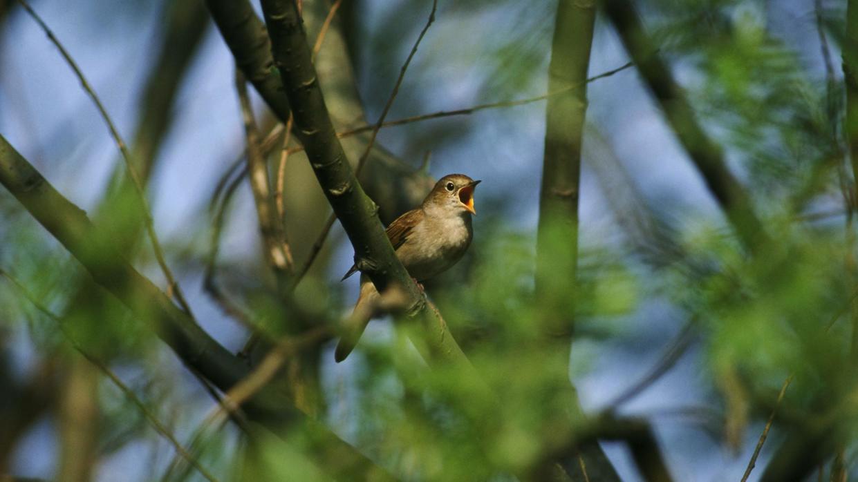 A nightingale in a tree