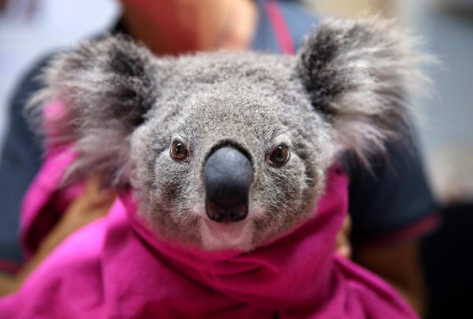 Koala hospital Australia bushfires