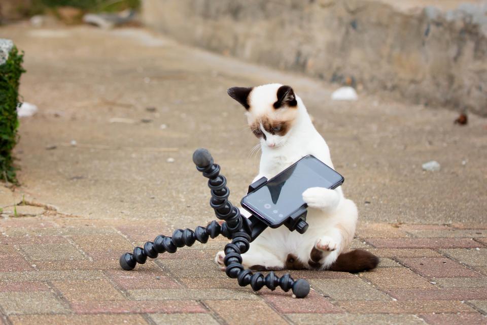 A cat examines a phone on a tripod.