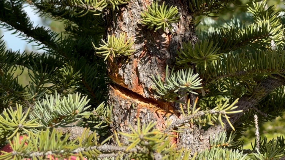 Image shows a deep cut in a tree.