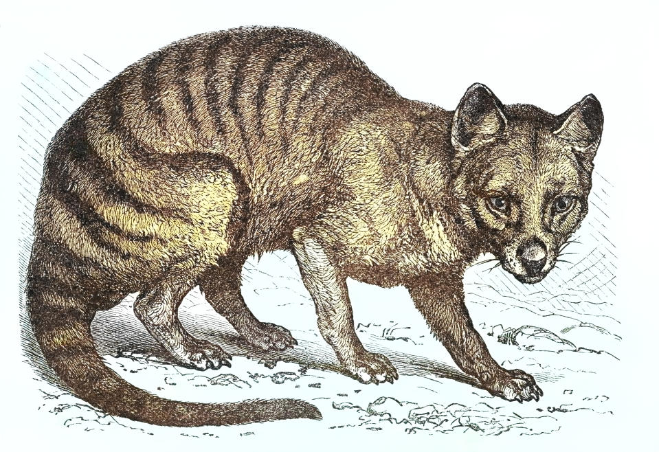 Illustration of a thylacine, also known as a Tasmanian tiger.