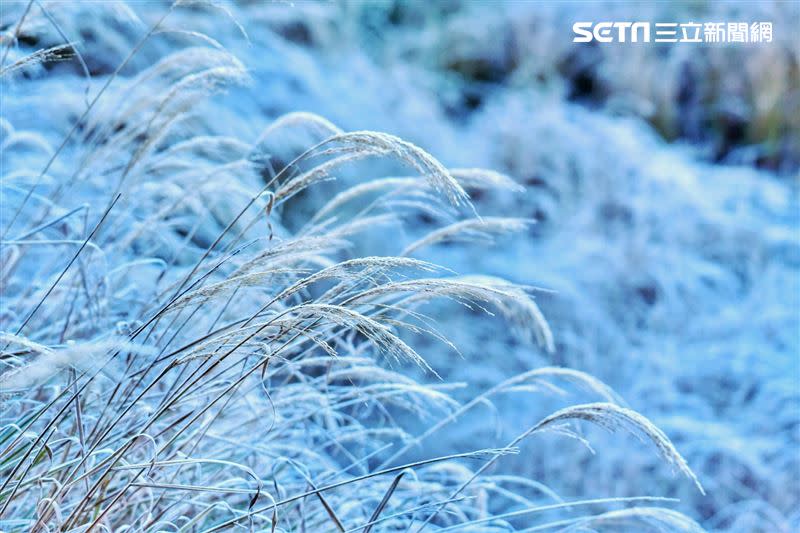 大雪山因為結霜，整個山景一片白，景色如畫。（圖／林業署台中分署提供）