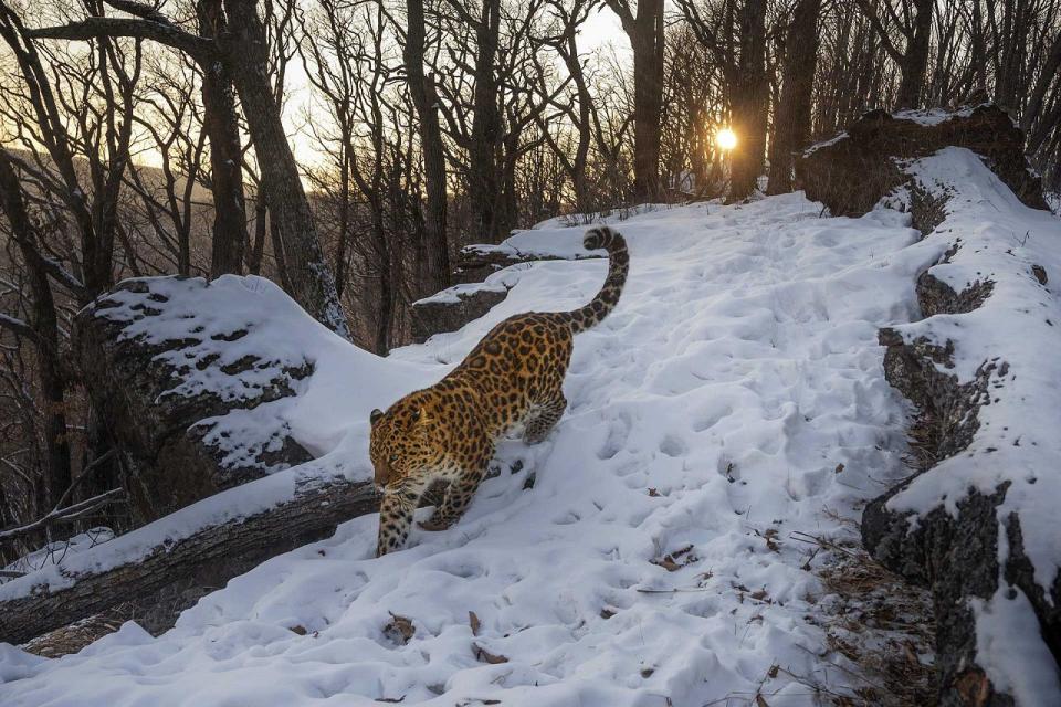 Photograph: Sergey Gorshkov/2023 Nature inFocus Photography Awards