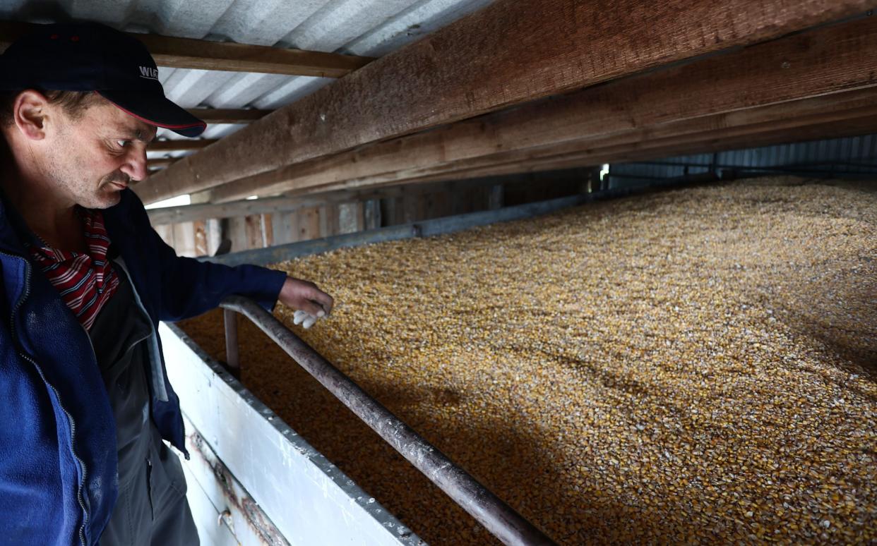 Farmers in Poland have been struggling to compete with cheap grain coming in from Ukraine - Anadolu Agency