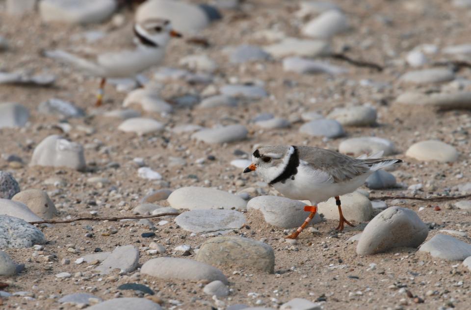 A piping plover walks on the sand at Sleeping Bear Dunes National Lakeshore in Glen Haven, Mich., on May 30, 2019. Recovery of some vulnerable species through restoration efforts has made comebacks more difficult for others in peril. Conflicts have involved revived U.S. species such as gray seals, piping plovers and even turkeys.