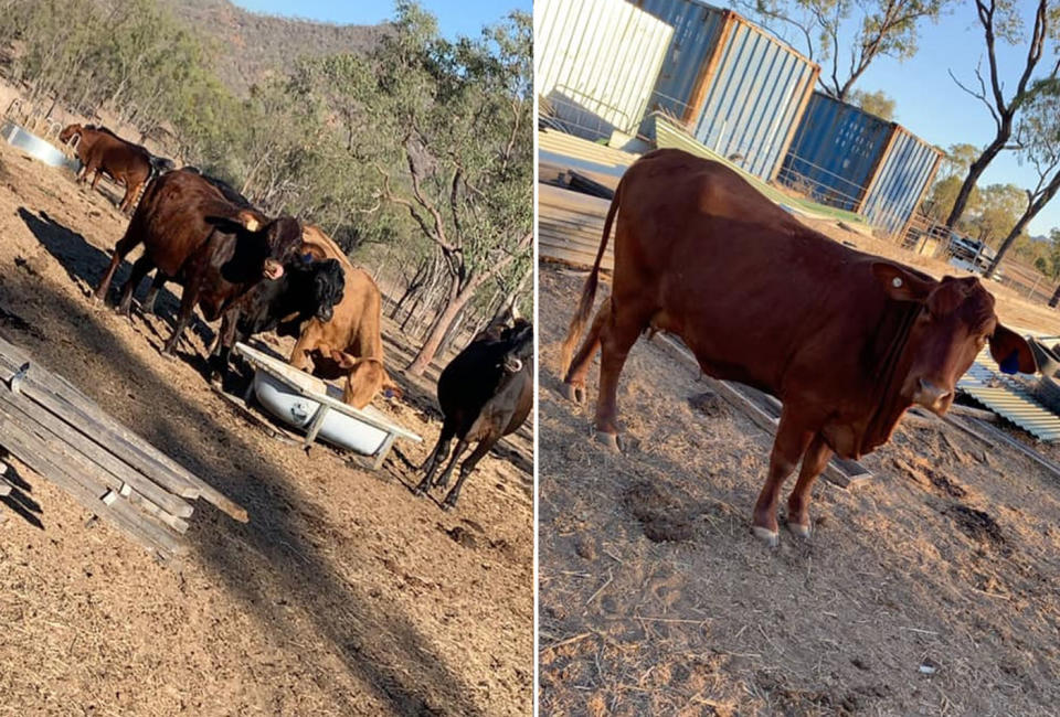 Ms Thatcher struggled to say goodbye to her cattle as the nation battles one of its worst ever droughts. Source: Supplied