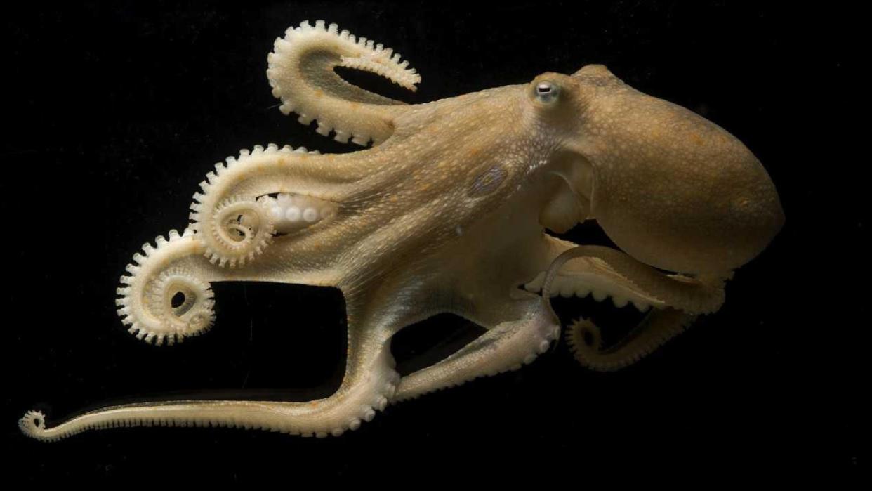  A yellowish octopus against a black background 