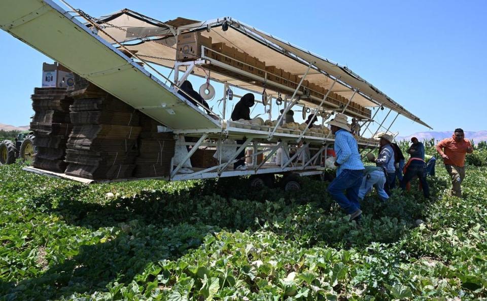 Melons are harvested at Del Bosque Farms Monday, July 15, 2024 west of Interstate-5.